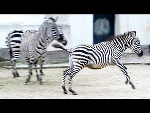 Zebras beim Balgen und Rennen Galloping Zebras