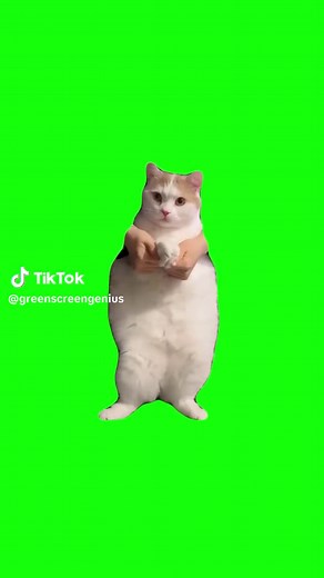 Funny Cat Dancing to EDM | Green Screen Meme Compilation
