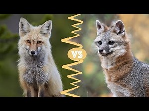 Red vs. Gray Fox: What's the Difference?
