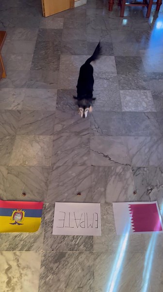 PRIMERA PREDICCIÓN DE CHISPA DEL CATAR-ECUADOR MUNDIAL 2022 #football #worldcup #mundial2022 #mundial #catar #ecuador #qatar #españa #futbol