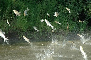 ‘Flying’ Asian carp are terrorizing fishermen across Midwest lakes