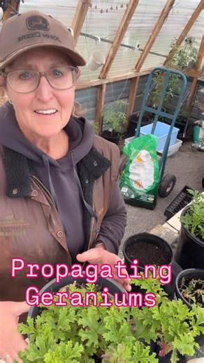 Propagating Geraniums! 🌸 So Easy!🌸 Want more of your favourite geraniums? Here’s how to multiply them: Snip a cutting – Choose a healthy stem about 10–15 cm long. Cut just below a leaf node. Remove lower leaves – Keep only the top few. Dip in rooting hormone (optional but helps!). Pop into potting mix – Use a light, well-draining mix, add sand or perlite to your potting mix Keep it moist – Not soggy! Mist regularly. Bright indirect light – Avoid harsh sun until it’s rooted (about 2–3 weeks). �