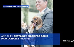 Magical Wedding Gets Paw-dorable Touch With Puppies