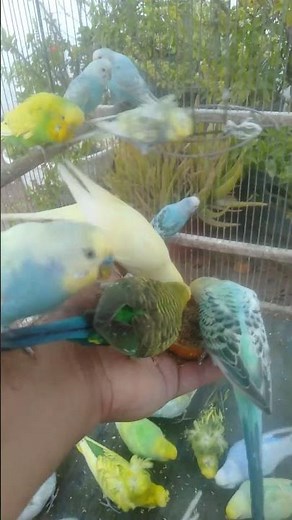 🍃 Diese Geräusche machen deine Vögel sofort ruhiger – echt magisch