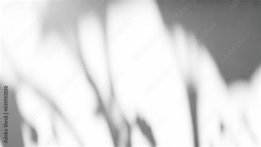 Leaf Tree Shadow Overlay - 4K UHD Image White Background - Gobo Overlay Effect - Natural Shadow for Visual Design - Shadow & Light Texture - Animated Gobo Light for Mockup and Background