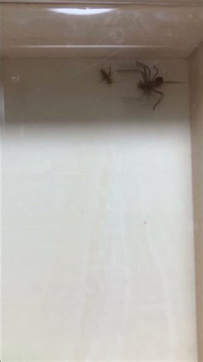 アシダカグモの気まぐれで捕食されず、足払いされながらも命からがら逃げられたイエコ