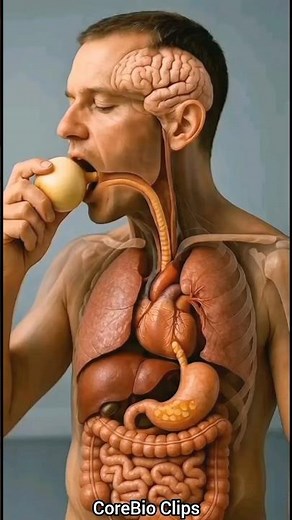 Inside Your Body After an Onion 🧅 3D Animation #shorts