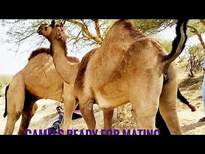 Camel Mating|Camel ready for mating|Camel mating checking|تزاوج الجمال