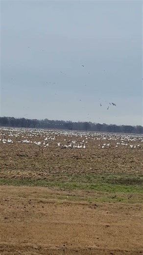 Duck Migration in Tunica, Mississippi — Mississippi Flyway Waterfowl Movement