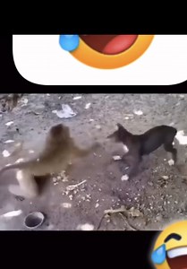 Slapping Monkey. | Bucee Brain