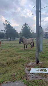 35K views · 4.1K reactions | Not so cowboy Jake | Shirtless Jake's Homestead | Facebook