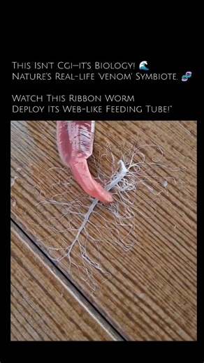 The Mind Game on Instagram: "This isn't a scene from an alien movie—it’s real life. 🧬 Watch this Ribbon Worm (Nemertea) deploy its incredible branching proboscis! Normally hidden inside, this organ shoots out to catch prey or defend against threats. Nature’s engineering is truly mind-blowing. 🌊✨ Would you be brave enough to film this? 👇 A close-up video of a pink, translucent Ribbon Worm on a wooden deck. When touched, the worm suddenly ejects a massive, white, web-like branching proboscis th