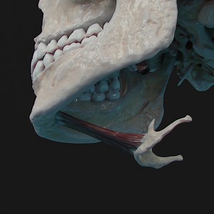 12K views · 125 reactions | The geniohyoid is another paired neck...