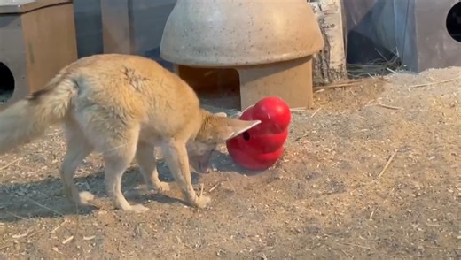Look at those EARS go! Fennec Foxes have heightened senses from their nose to those amazing ears. This kiddo can smell and HEAR those yummy feeder insects in that red kong enrichment device. He is displacing sand, he is moving the device...to achieve his goal. His keeper added mealworms and crickets that he will be able to hear...knowing if he moves the kong device around he can knock those yummy bites of protein out to dine on. You got this buddy! | Niabi Zoo
