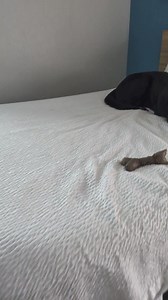 Road trip life at Days Inn by Wyndham #roadtrip #dog #dogs #puppy #dogsofinstagram #explorepage | Tyler McCoy and K9 Arlo