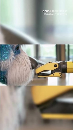 Sparkles the Dog in Boston Dynamics