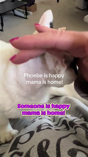 I missed my sweet Phoebe!! Sounds like she missed me too! 💗 #thatnewlibrarylady #fyp #cat #devonrex #foryoupage