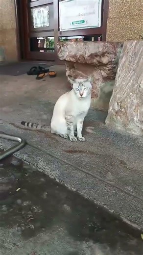 สีนวลมองอะไรค่าาา🫰😚🐱♥️📸