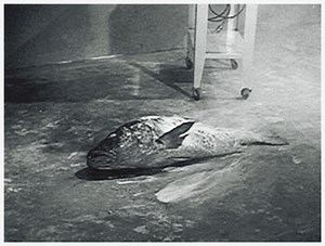 Knif'd! https://www.mixcloud.com/alan-harley-clark/ | Knif Files III : Stay Sick