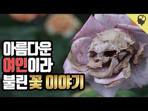 아름다운 아가씨라 불리는 꽃 "벨라돈나"의 이야기