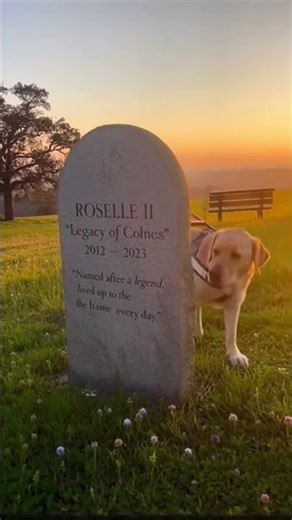 Guide Dogs Who Saved Lives - The Stories You Never Heard