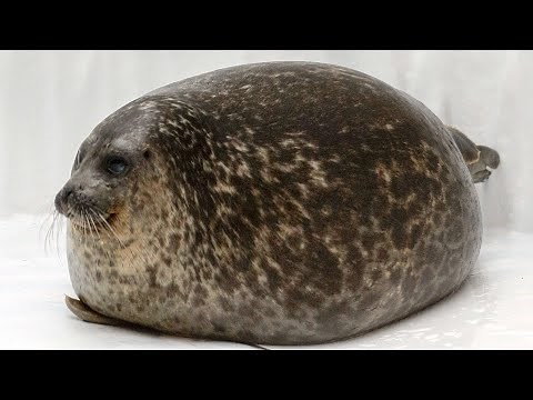 15 astonishingly fat animals caught on camera
