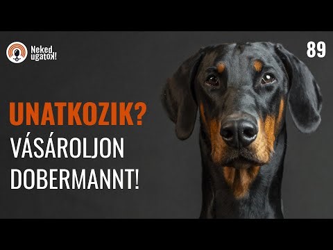 DOBERMANN fajtabemutató | #89