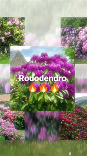 rododendro 🔥