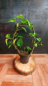 2.1M views · 7K reactions | Give your money plant the support it needs to climb to new heights with this DIY round support made from dried vine!Give your money plant the support it needs to climb to new heights with this DIY round support made from dried vineGive your money plant the support it needs to climb to new heights with this DIY round support made from dried vine #moneyplant! | Flower lovers | Facebook