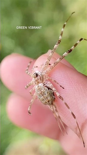 Carefully handling a tree trunk spider that’s missing several legs – close up footage #shorts