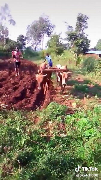 Rural Agriculture: Plowing a Field with Oxen