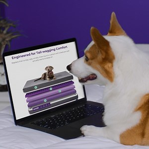 3.6K views · 46 reactions | Like Sparky, take things into your own paws and purchase the Purple Pet Bed- a perfect fit for pets in all shapes and sizes. : purple.com/pet-bed | Purple | Facebook