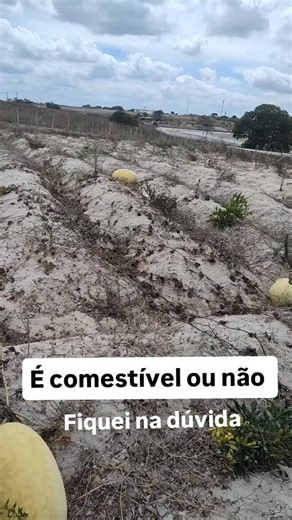 Humberto Cardoso dos Santos on Instagram: "Quem sabe dizer se come isso?"