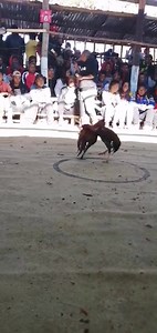 Victoire ambositra contre molosse 40/40 Coiffé molosse Antsirabe 2019 | Batay Coq De Madagascar Officiel