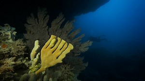 Sponges | Great Southern Reef