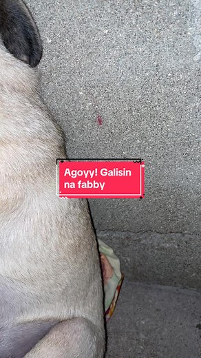 Fabio the puggie🐾 (@dailydoseof_fabio)’s videos with The Goose Steps High - Original - The Cast of The Aristocats