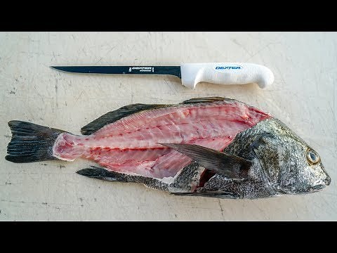 How to Fillet Black Drum