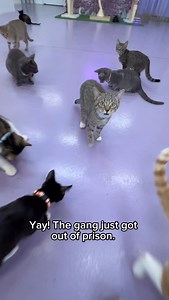 126K views · 40K reactions | What do you think Cheese Stick did?  You can meet the gang at our cat lounge in Austin, Tx  All our kitties are rescued and adoptable! 﫶 Book your visit through the link in bio  #atx #catcafe #cats #catvideos #funny #catlovers #austintx | Purrfecto Cat Lounge | Facebook