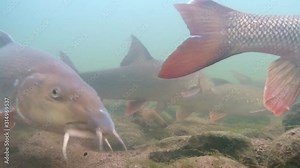 Barbel in the river swale feeding in a shoal in the uk