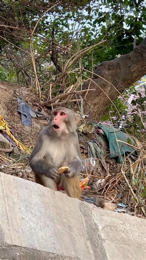 A Monkey Eating Biscuits at Kathmandu’s Monkey Temple 🐒🍪