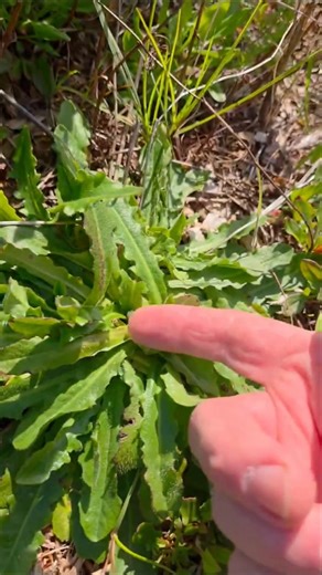 Foraging: Cat's Ear (Not Dandelions) #survival