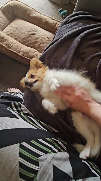 Introducing Bell the Papillon #BellthePapillon #foryoupage #Australia