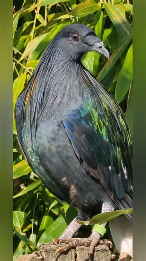 Pigeons and doves; who else has the feeling that they are silly creatures at times? Last week we moved our Nicobar pigeons from a large aviary, to a smaller enclosure to overwinter. The pigeons were released in the indoor enclosure and within an hour they went outside. It took them five days (!) before they found back access to their heated indoor enclosure again. Once discovered, fortunately they regularly come inside to sunbathe after the autumn rain showers. | Harteman Wildfowl Aviaries