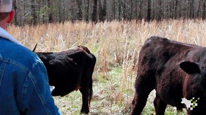 39K views · 16 reactions | Your cattle management made easy. AGEX Herd is the free to use app, to keep all your cattle records handy at any time. | AGEX, INC. | Facebook