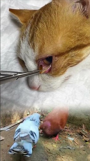 Cat Eye Cleaning | Veterinarian Safely Removes Eye Debris | Animal Care & Treatment