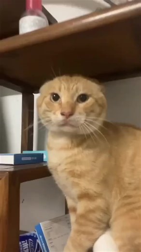 ช cat kung fu : สุดยอดการต่อสู้ที่ตลก