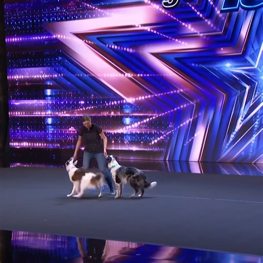 C1804001 Alexandra Cote With Her Dogs Tesla and Louka DAZZLE the Judges on America's Got Talent! Part 1 | Got talent fan club GB clone