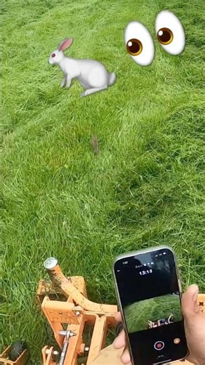 Almost ended two lives🫩🐰 #landscape #lawncare #fyp #foryoupage #explorepage #lawnmower #grass