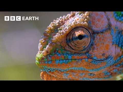 Breathtaking Moments from Nature - Narrated by David Attenborough | BBC Earth