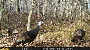 With ongoing turkey studies in Pennsylvania, here's where, how to find turkeys this fall